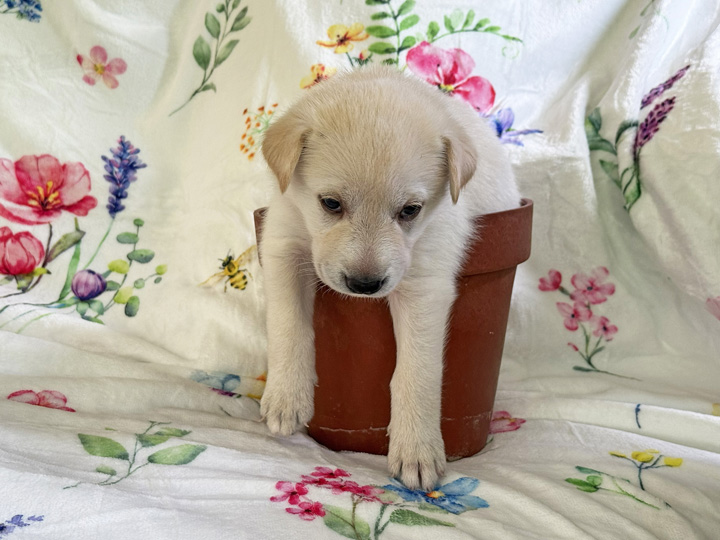 chinook puppy